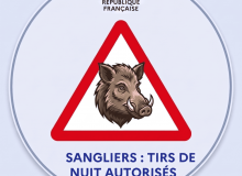 🐗 Présence de sangliers à Foug