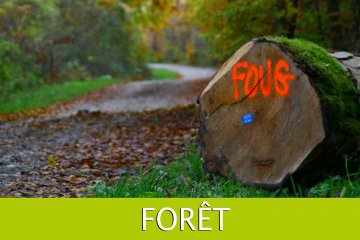 BOIS - Menus produits forestiers