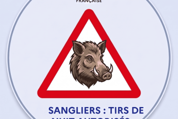 🐗 Présence de sangliers à Foug